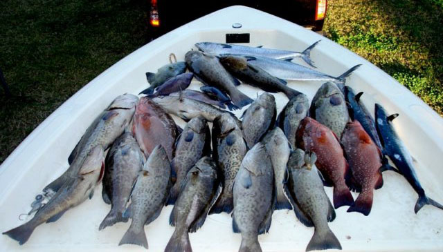 Fish in Boat